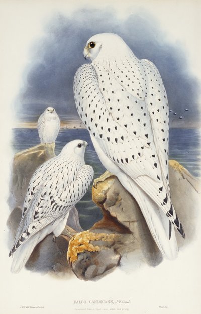 Greenland Falcon by John Gould